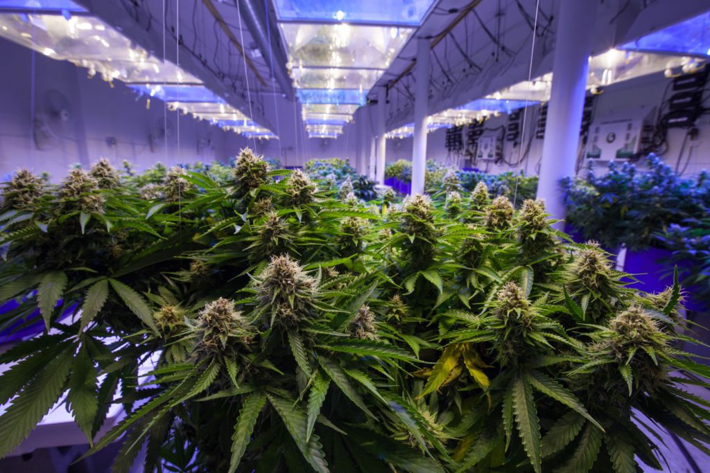Lights are important to consider when learning how to grow medical marijuana.