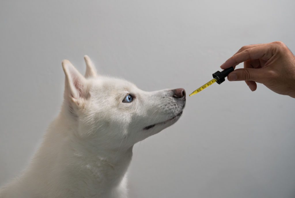 what does cbd do for dogs?