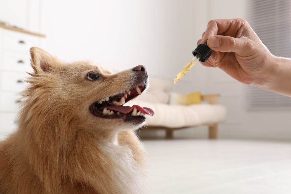 Woman,Giving,Tincture,To,Cute,Dog,At,Home,,Closeup