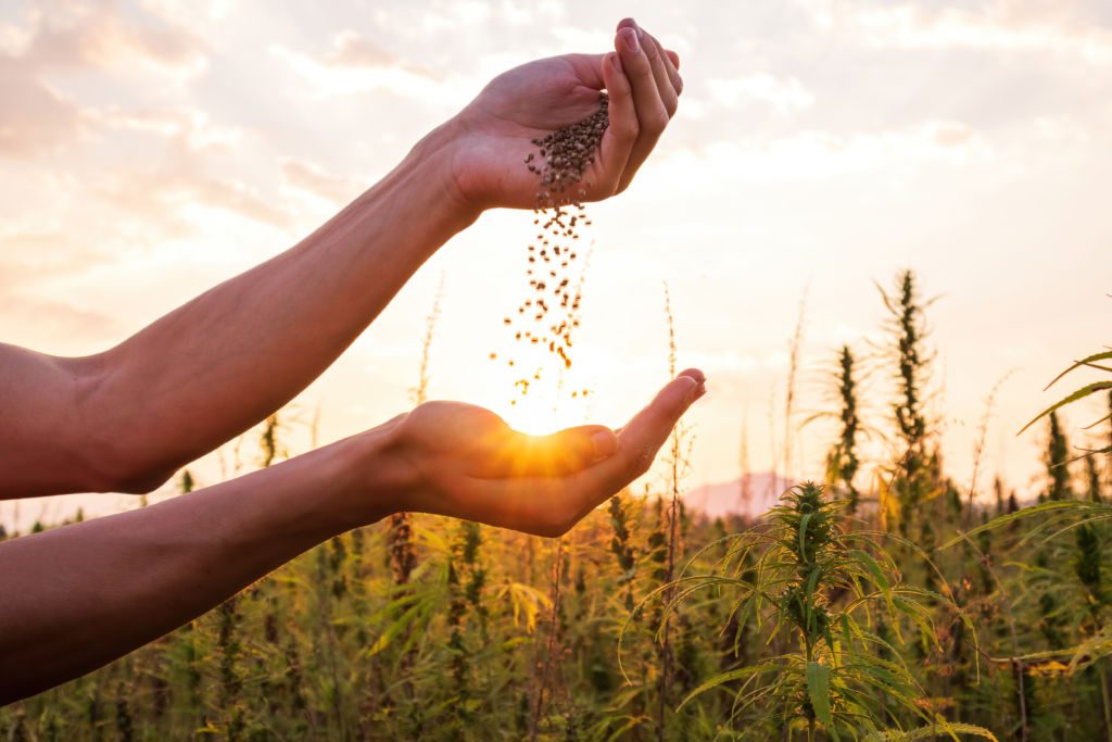Hemp,Farmer,Holding,Cannabis,Seeds,In,Hands,On,Farm,Field
