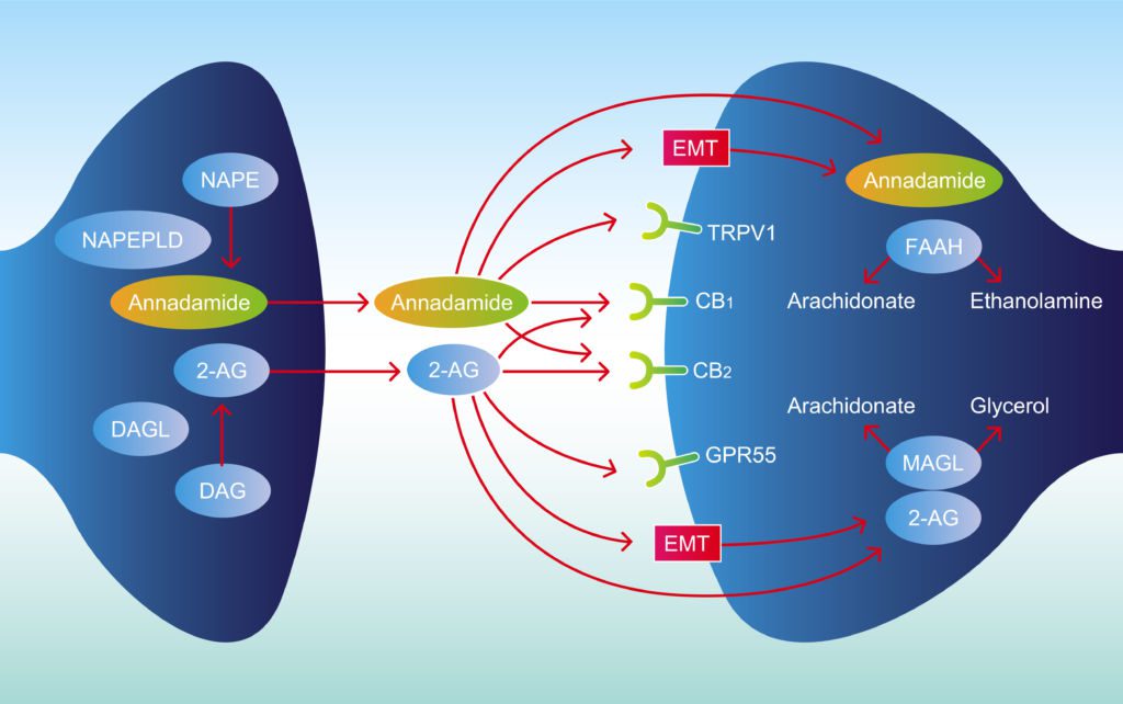 how endocannabinoid receptors work