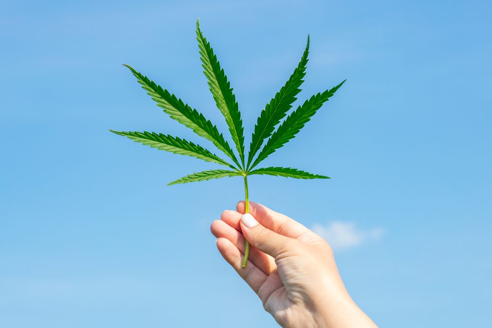 Cannabis,Leaf,In,Hand,On,A,Sunny,Day,Against,The