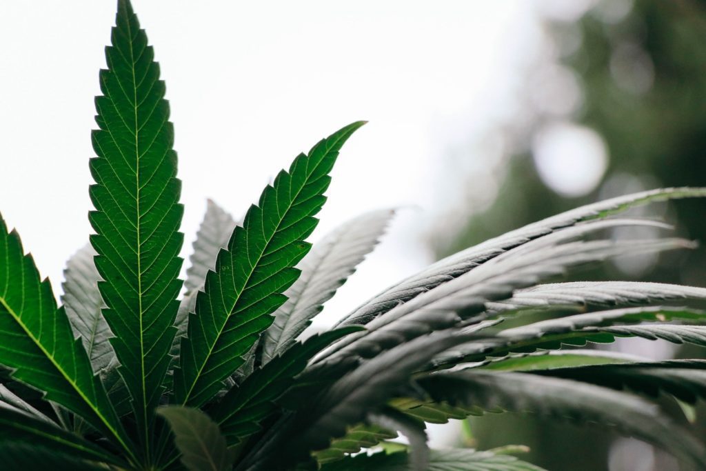 Can You Grow Medical Marijuana Outside?