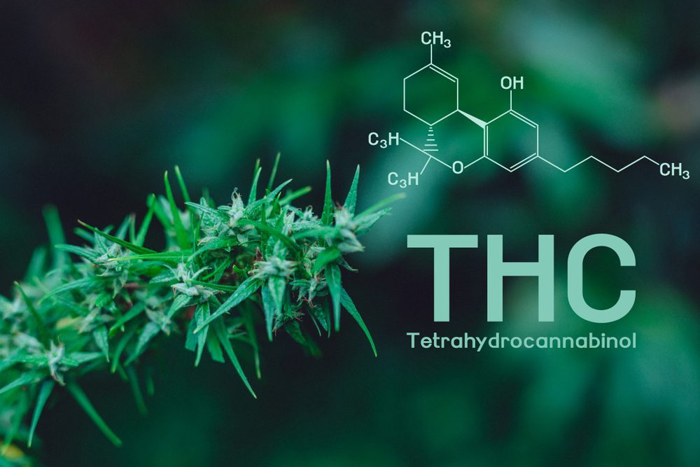 Cannabis,,Cannabinol,,Cannabidiol,,Tetrahydrocannabinol,(thc)