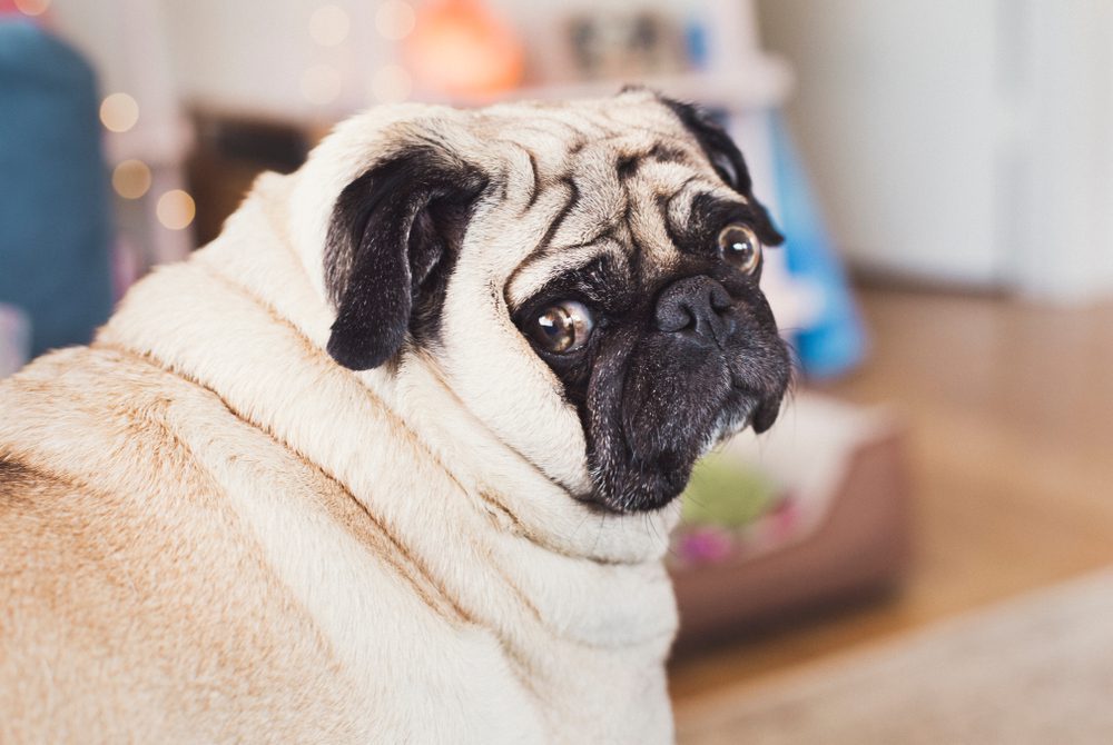 A,Pug,Named,Olive