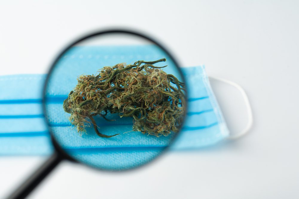 Marijuana,Prevention,Of,Coronavirus.,Research,On,The,Effect,Of,Cbd,