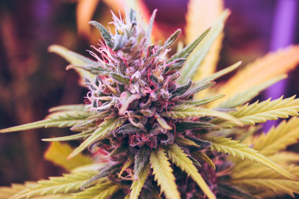 marijuana clinic near me