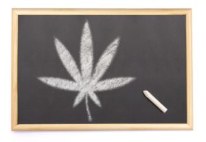 What degrees can I get in colleges and universities for a career in marijuana?